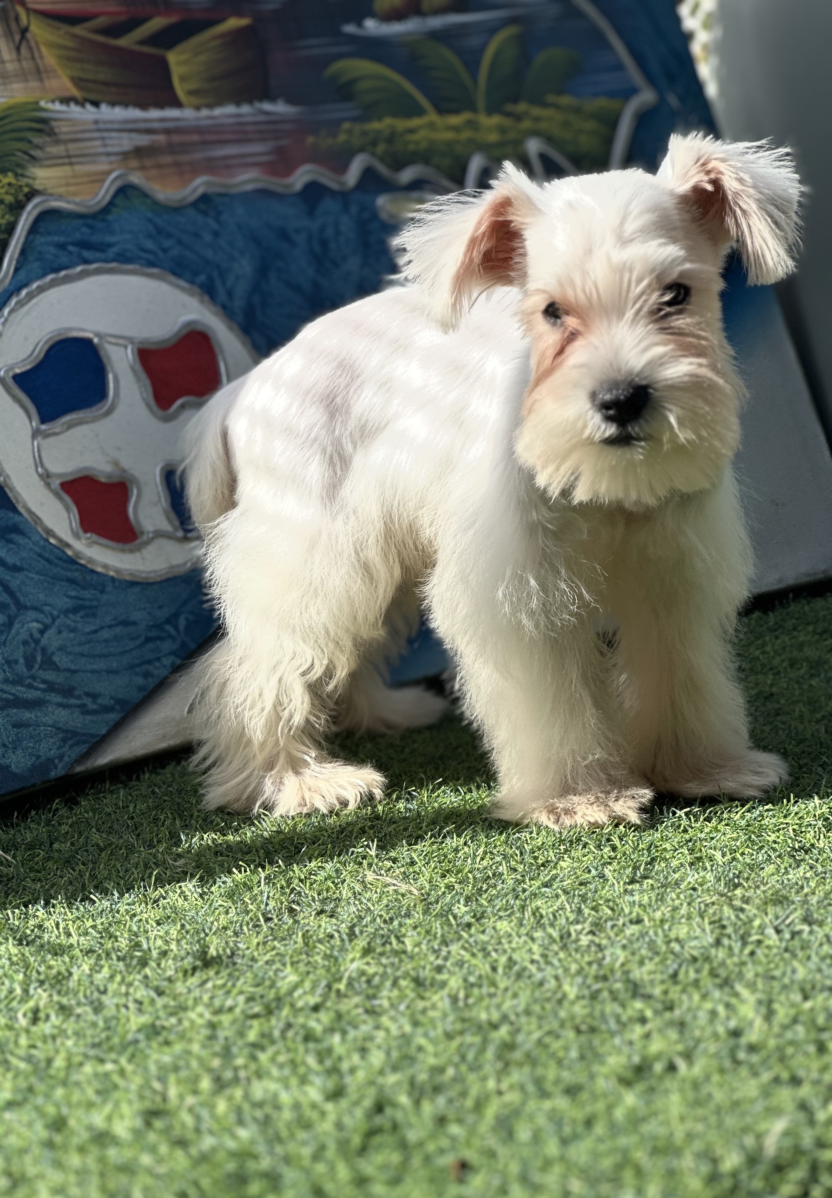 animales y mascotas - Snauzer 
