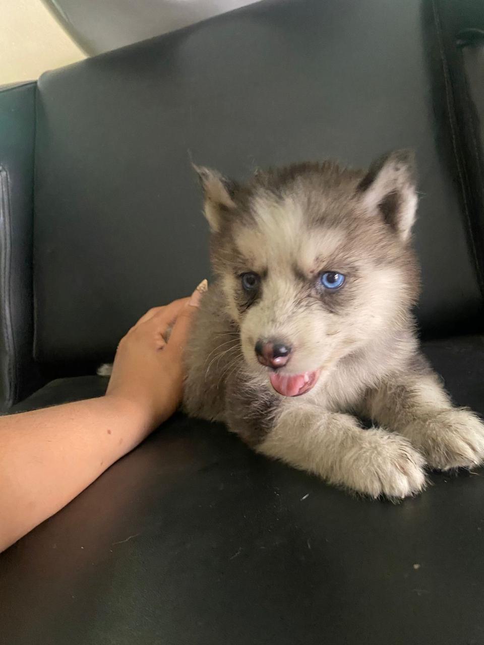 animales y mascotas - Husky siberianos Cachorros Hembra y macho 1