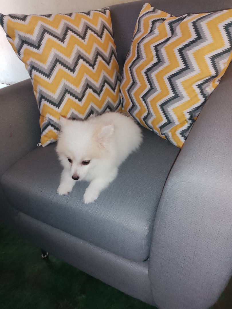 animales y mascotas - Cachorra mix de pomerania mini, con todas sus vacunas 2