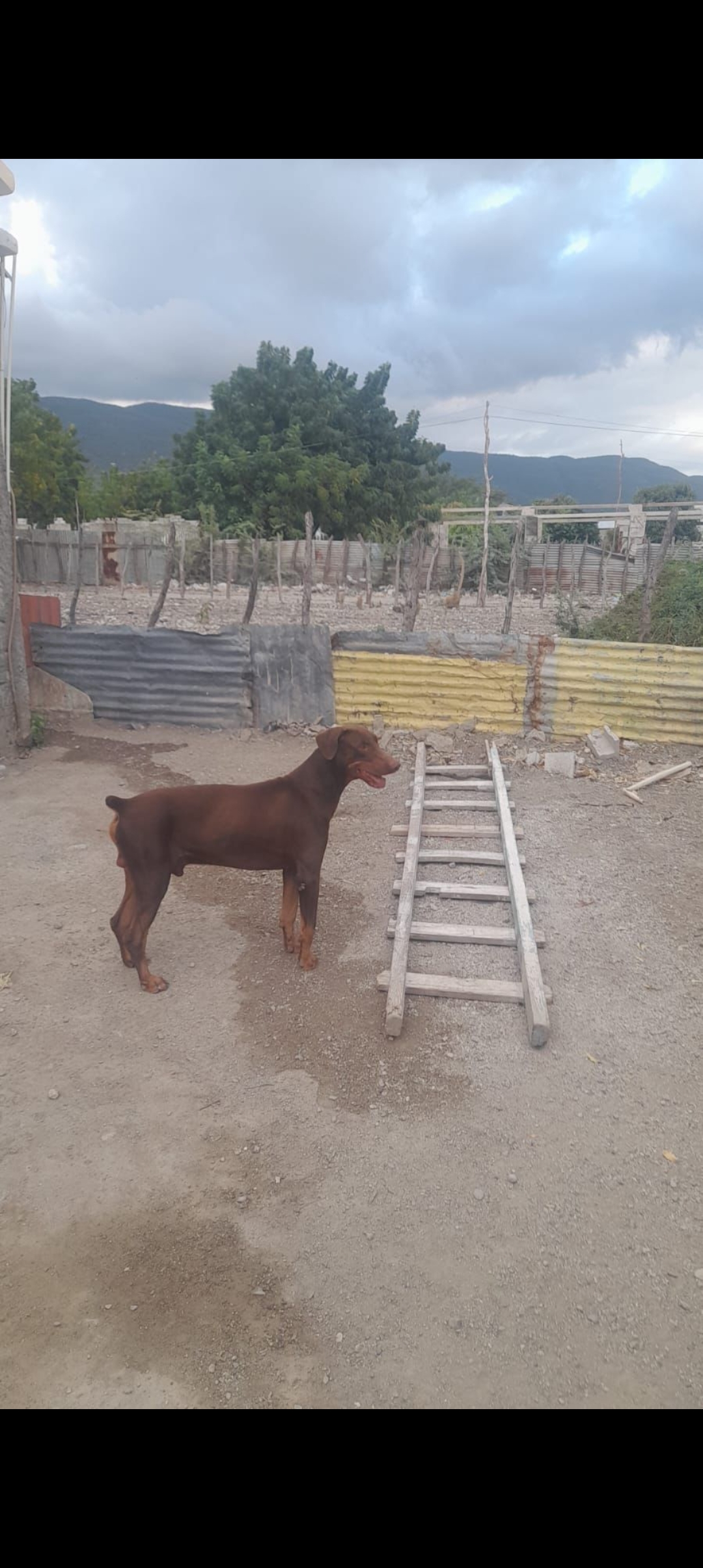 animales y mascotas - doberman  2