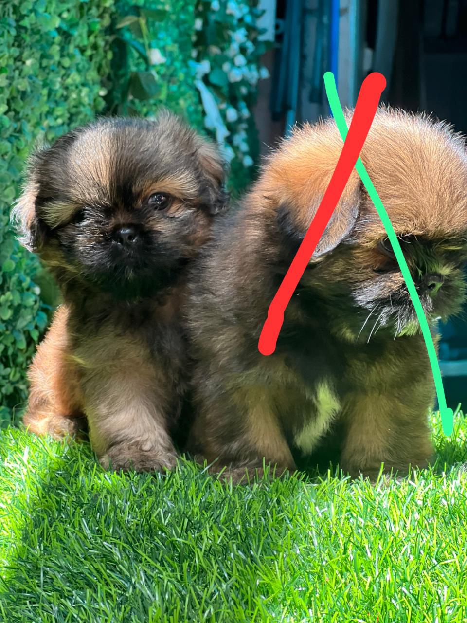 animales y mascotas - OFERTA CACHORRO SHIH TZU MACHO EN SANTO DOMINGO Y 
