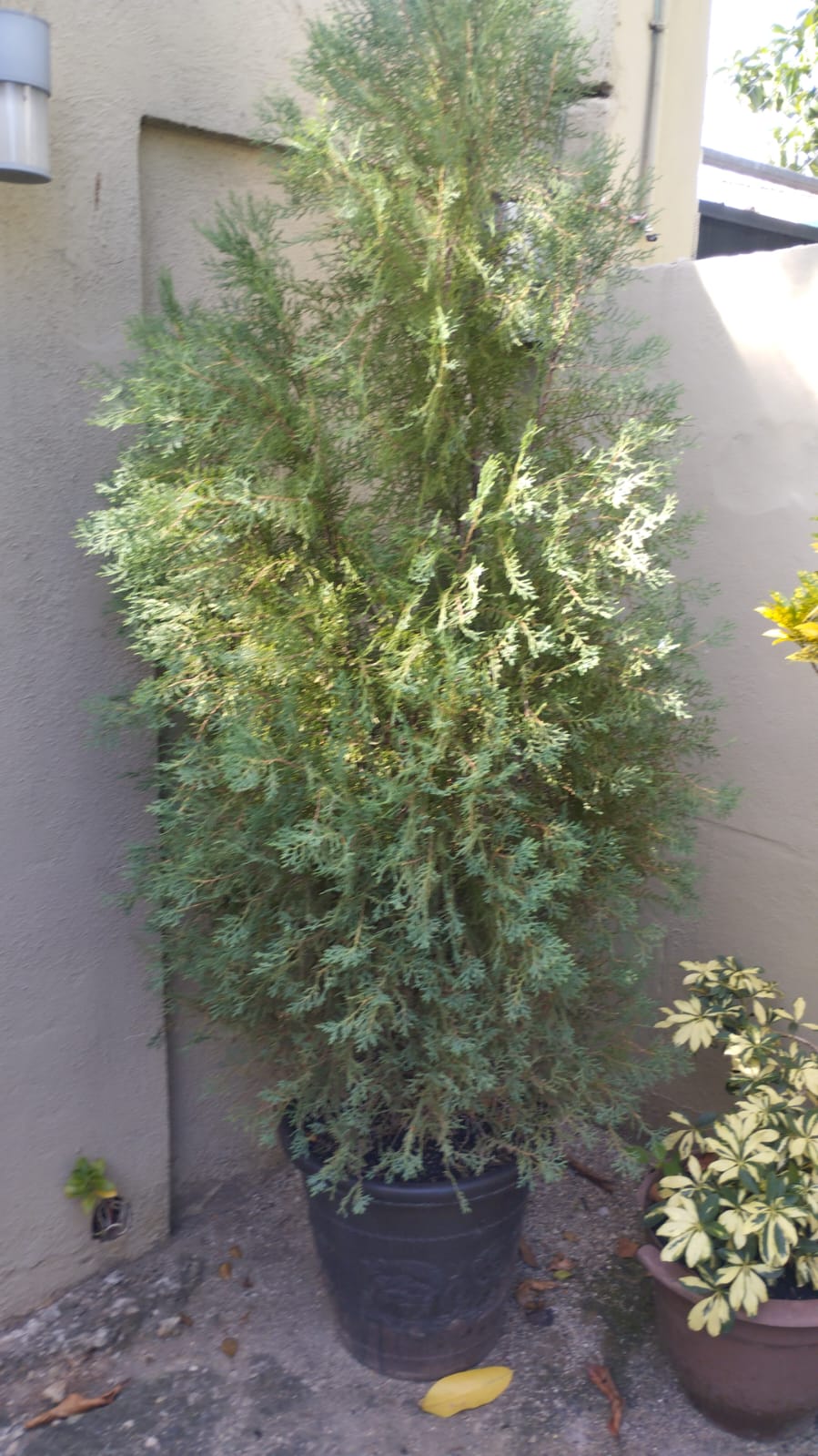 herramientas, jardines y exterior - TARRO CON PINO 5 PIES DE ALTURA 5,500.00