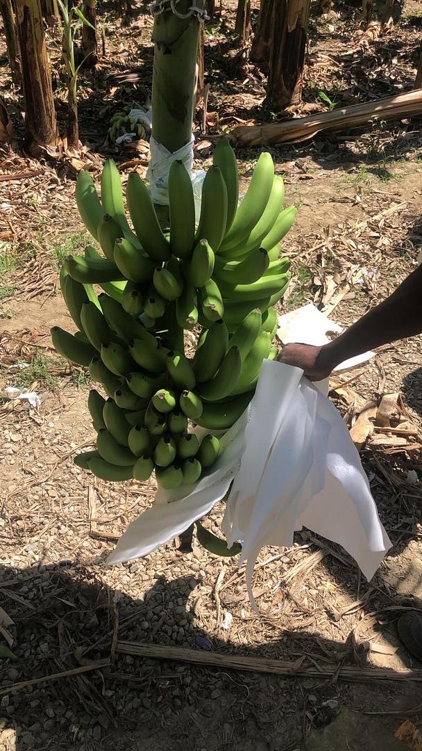 solares y terrenos - ventas de banano 2