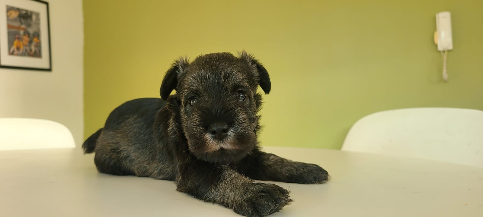 animales y mascotas - Cachorros Schnauzer   1