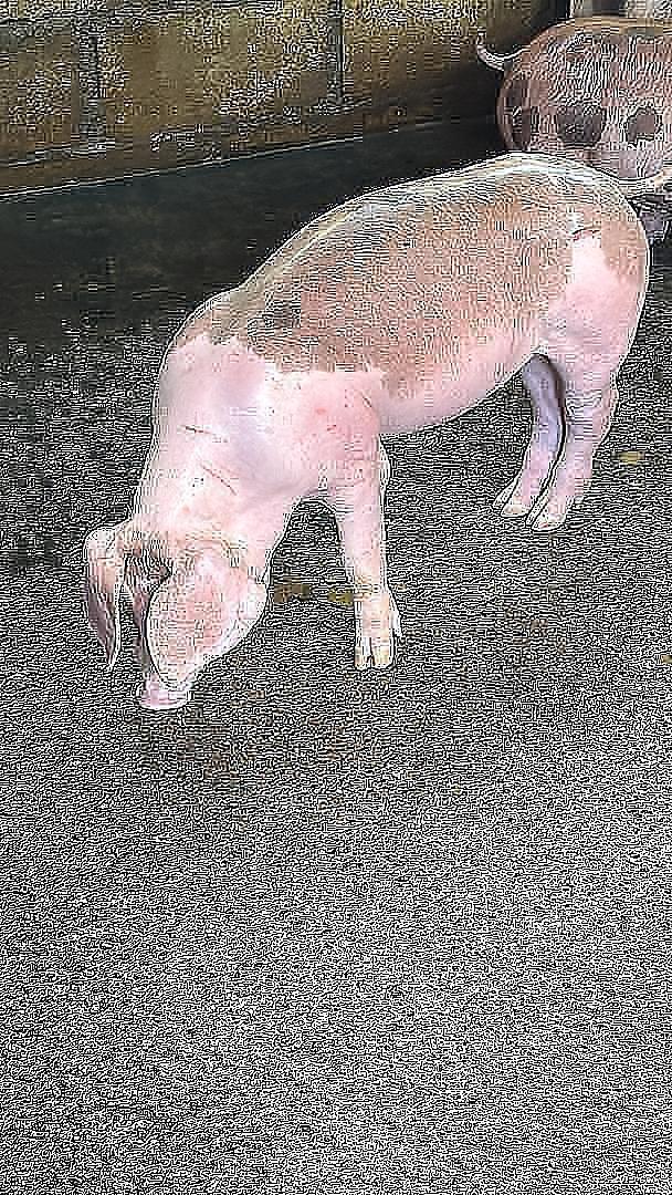 animales y mascotas - CERDOS EN VENTA 1