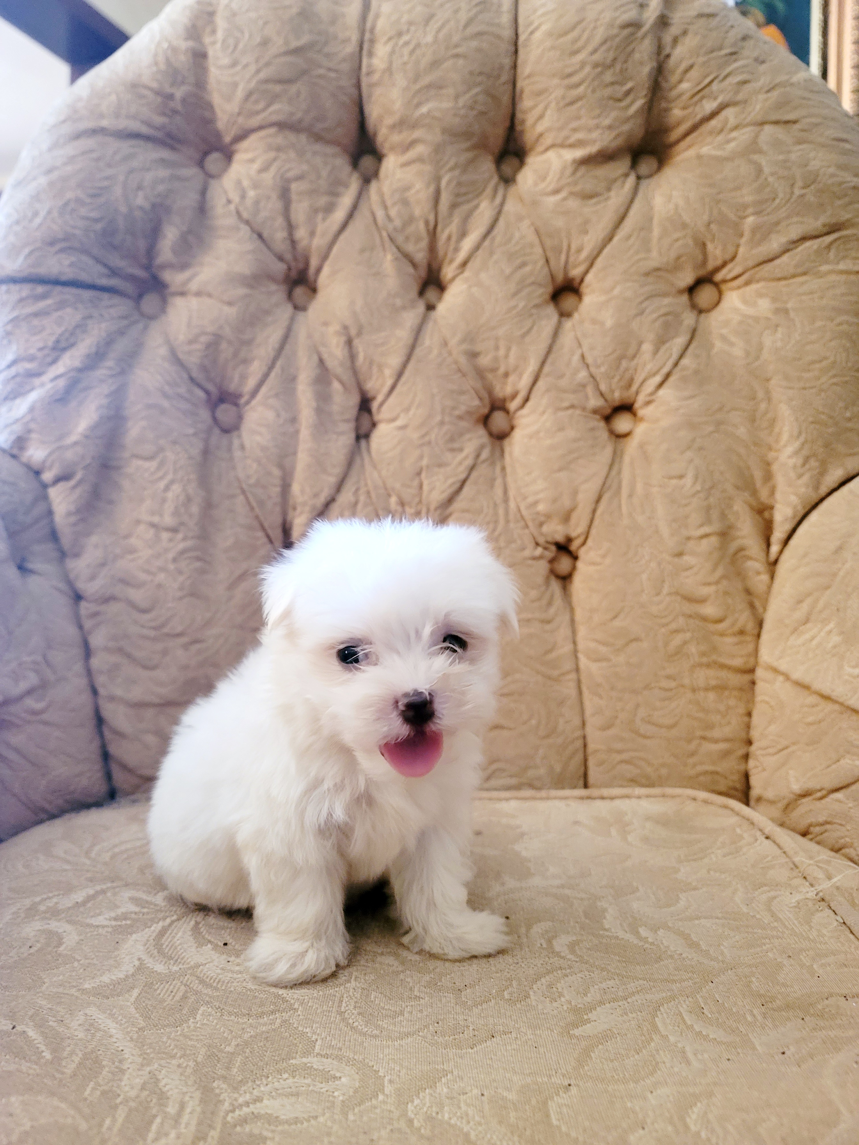 animales y mascotas - Bichon  maltés  toy 2