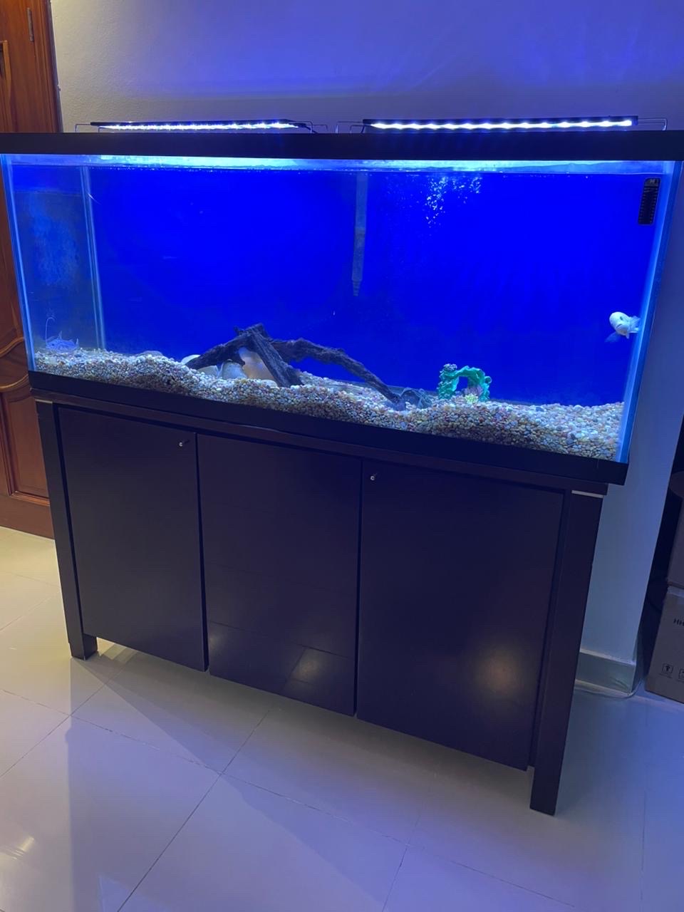 animales y mascotas - Pescera de agua dulce, 120 galones