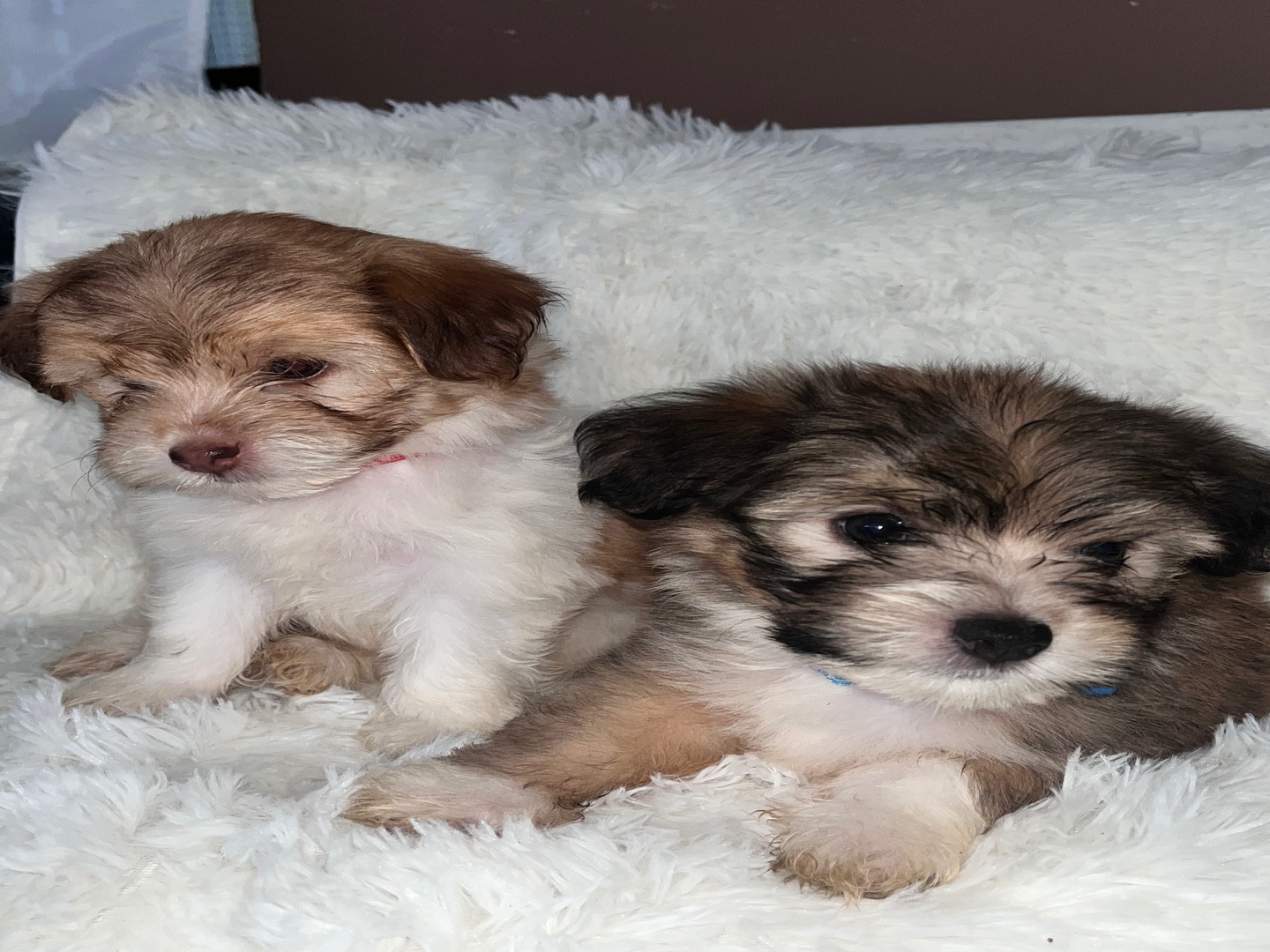 animales y mascotas - Cachorros Poodle raza pura en busca de familia – 2 machos y 3 hembras 5