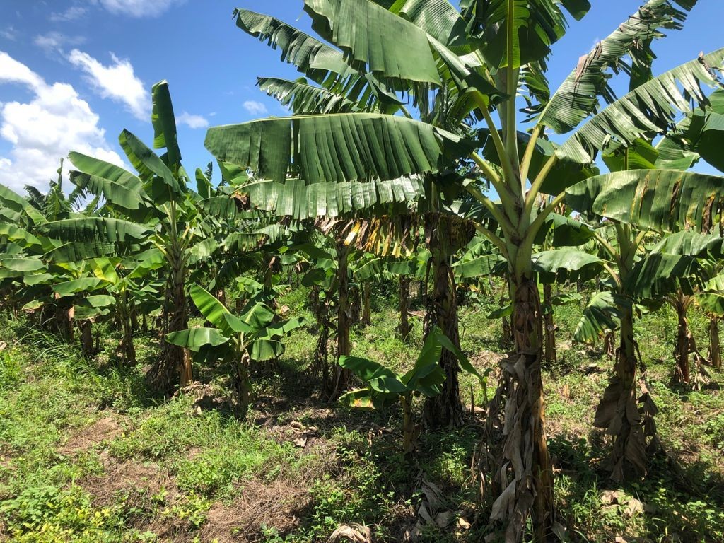 solares y terrenos - Finca en azua 94 tareas con plantacion de limon persa 2