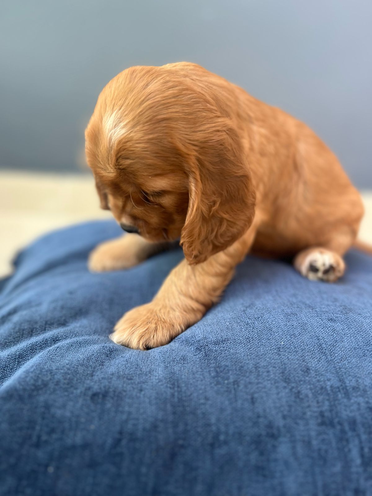 animales y mascotas - Hermosa cachorrita Cocker Spaniel  1