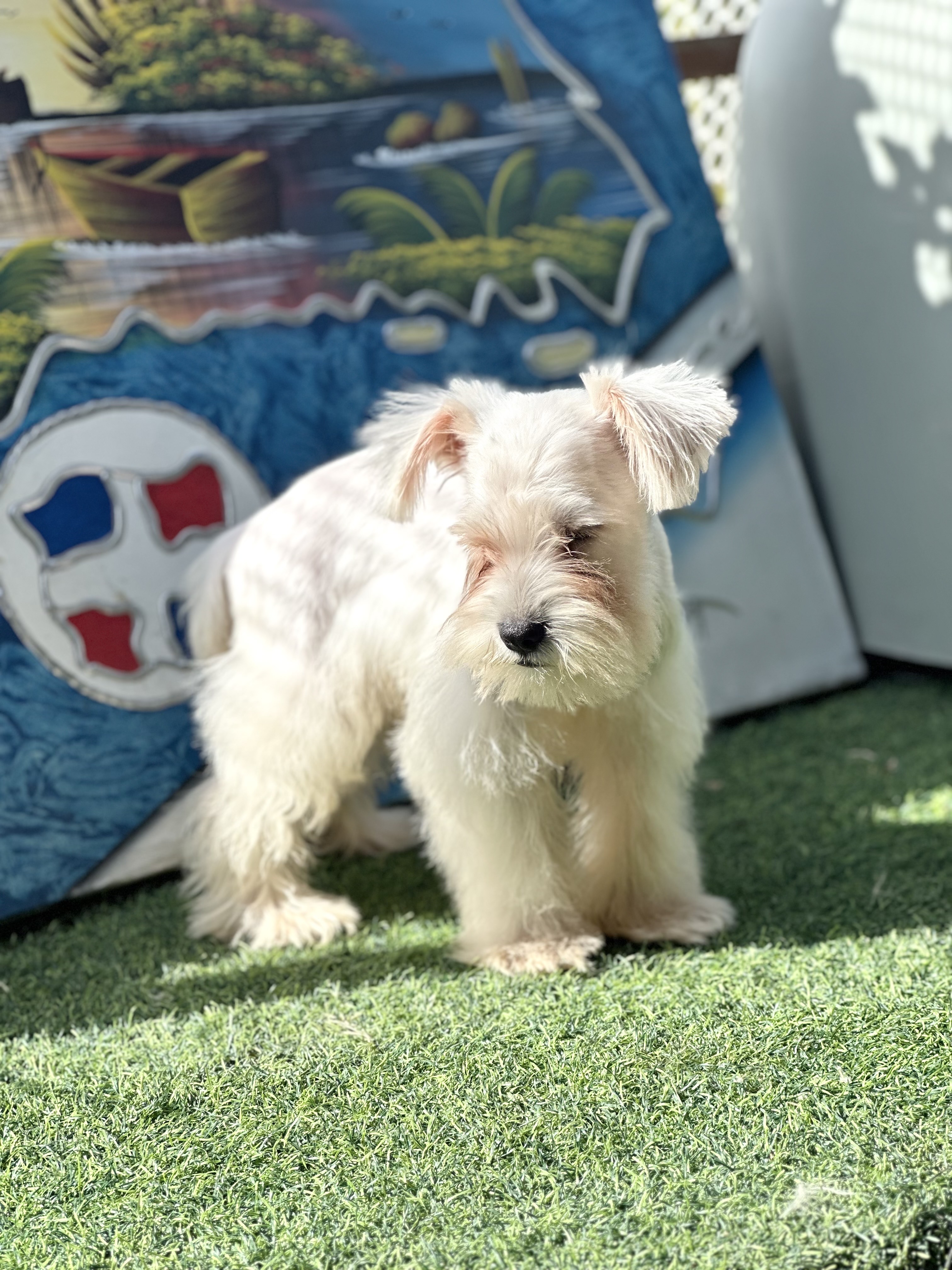 animales y mascotas - Snauzer  1