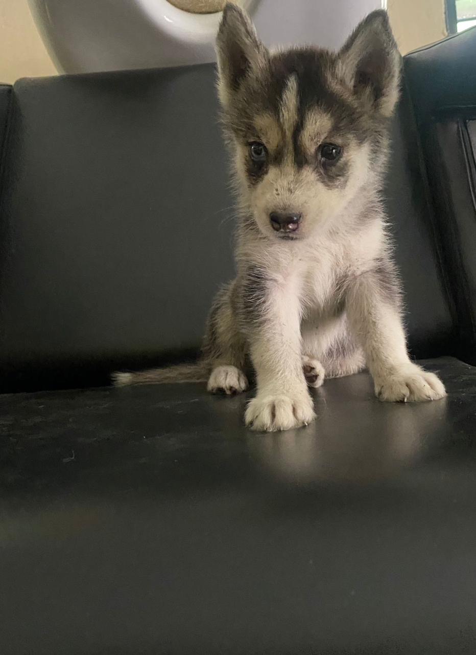 animales y mascotas - Husky siberianos Cachorros Hembra y macho 2