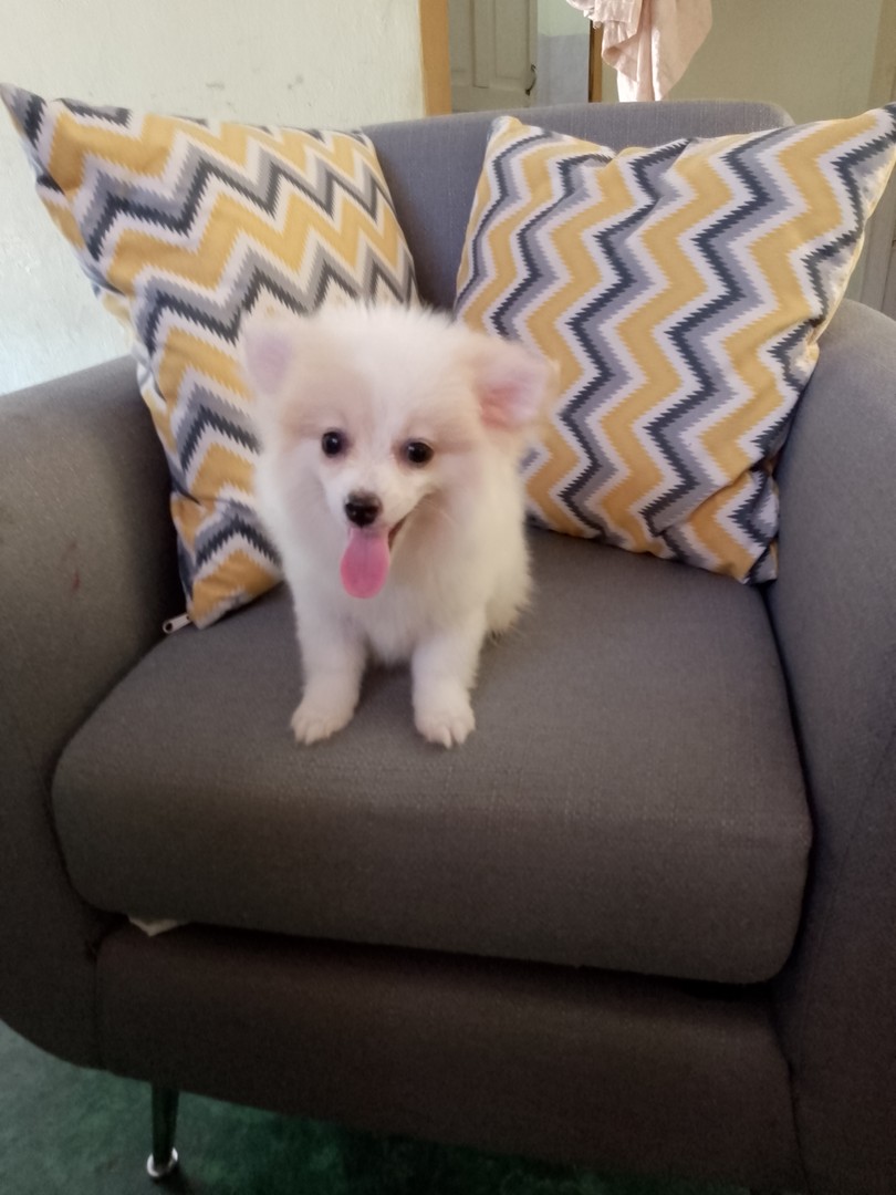 animales y mascotas - Cachorra mix de pomerania mini, con todas sus vacunas 3
