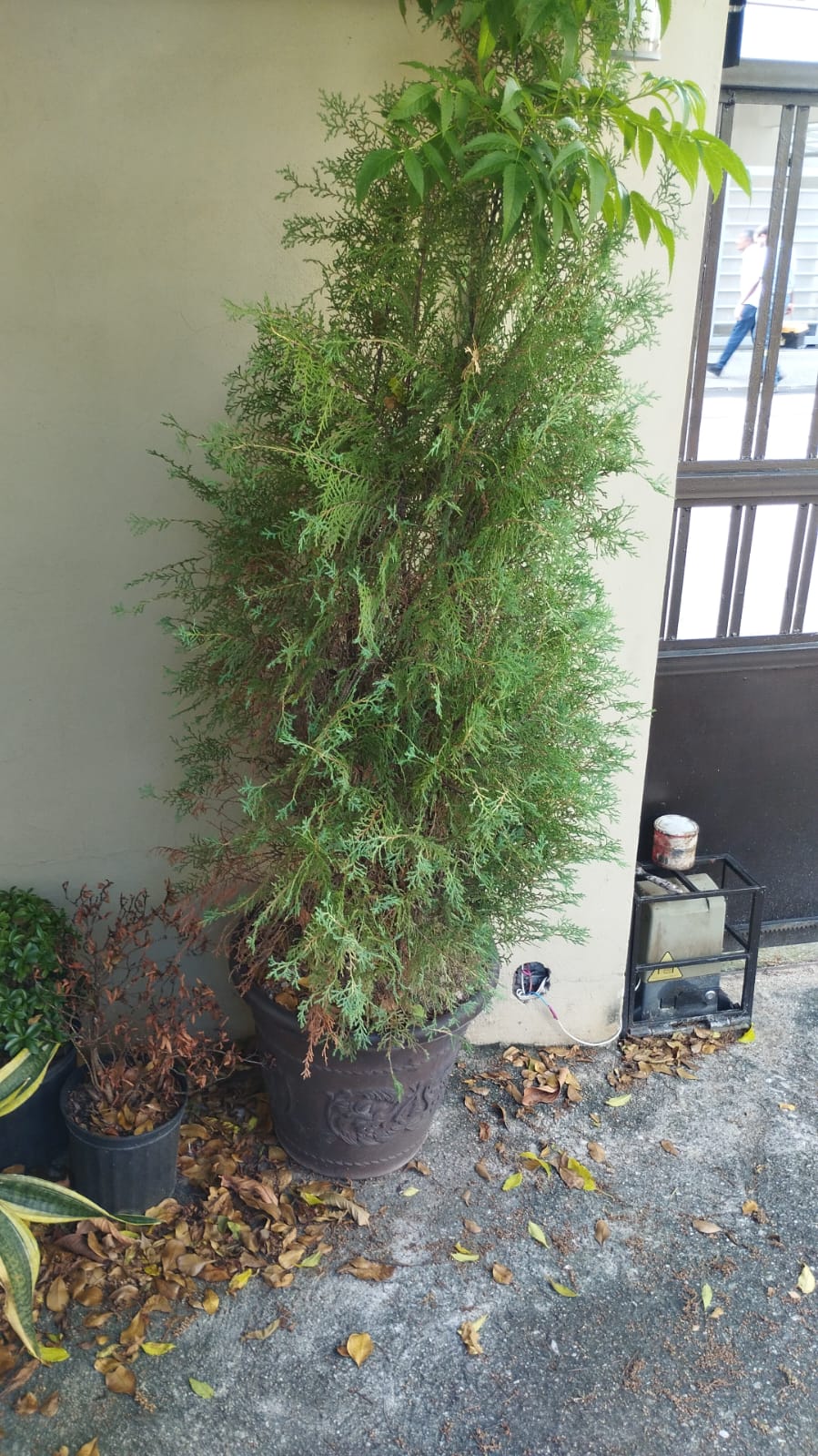 herramientas, jardines y exterior - TARRO CON PINO 5 PIES DE ALTURA 5,500.00 1