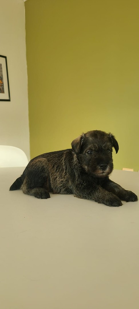 animales y mascotas - Cachorros Schnauzer   2