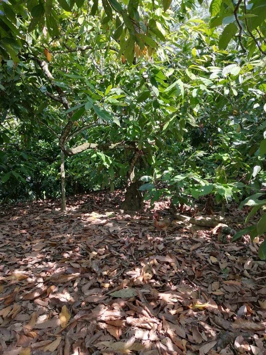 solares y terrenos - Se vende finca de cacao en San Francisco de Macoris con 807 tareas deslindada  1
