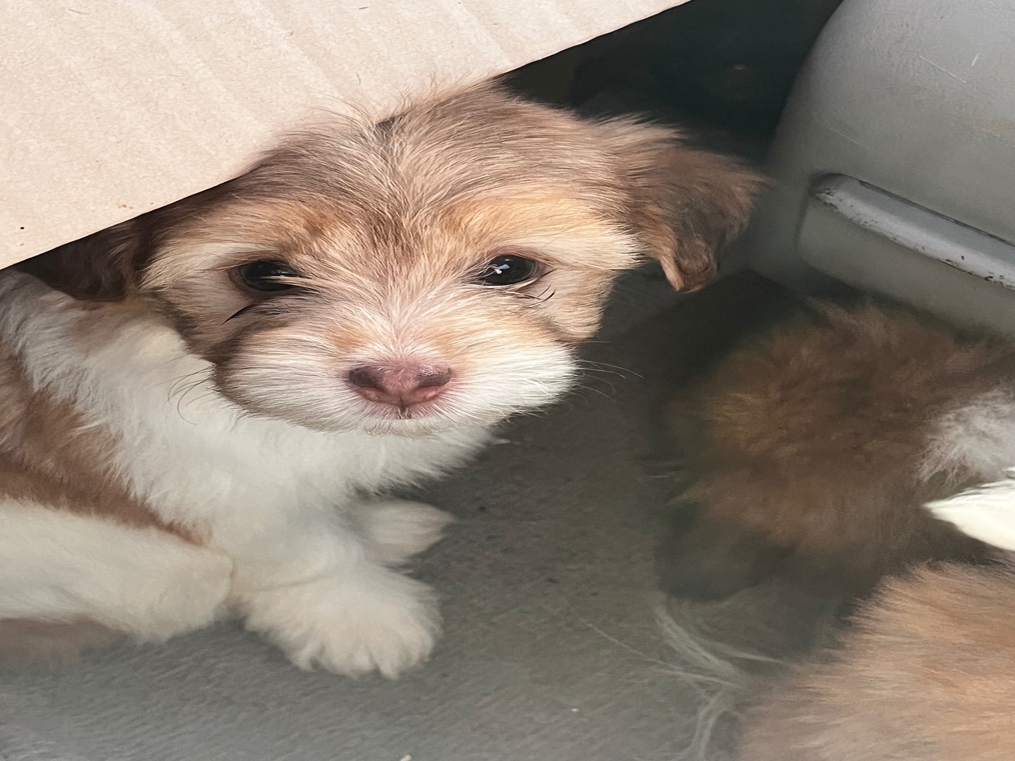 animales y mascotas - Cachorros Poodle raza pura en busca de familia – 2 machos y 3 hembras 9