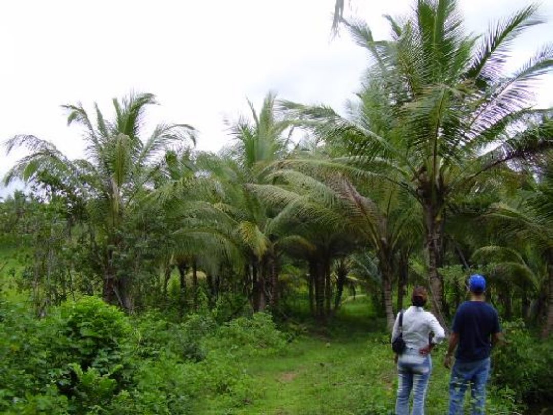solares y terrenos -  FINCA COQUERA Y OTROS FRUTALES EN LA CIRCUNVALACION SANTO DOMINGO NORTE