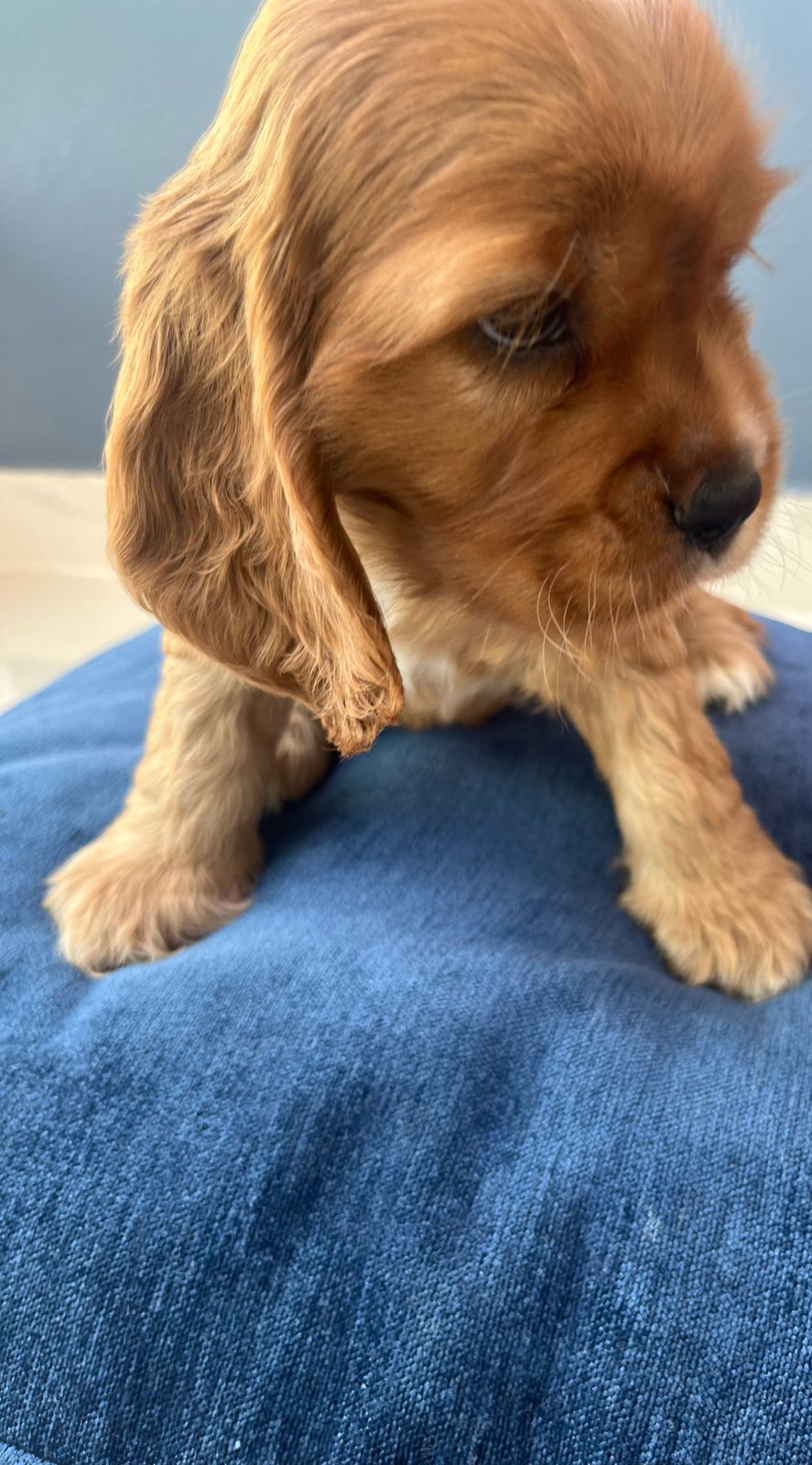 animales y mascotas - Hermosa cachorrita Cocker Spaniel  5