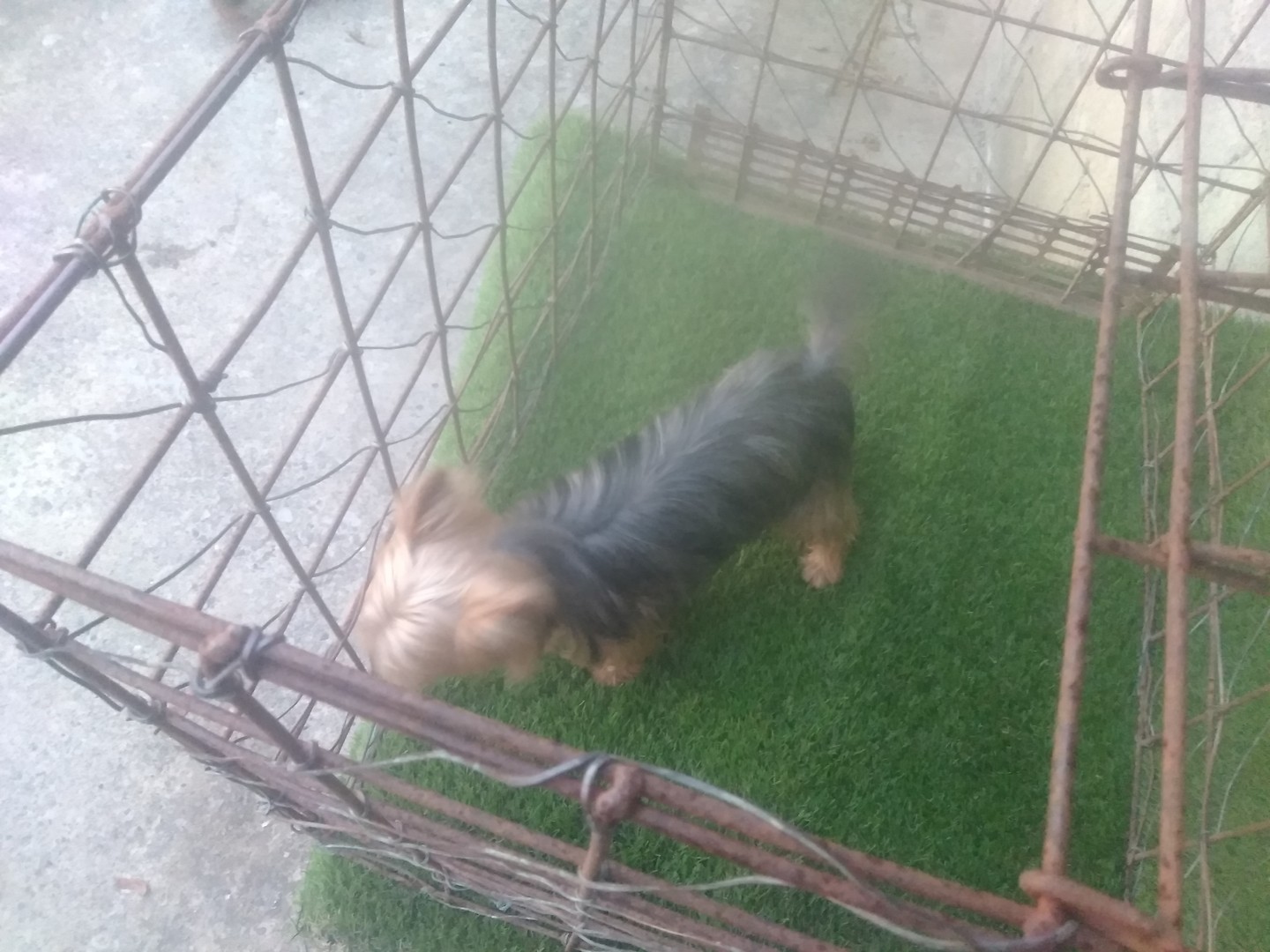 animales y mascotas - Yorki disponible para monta  2