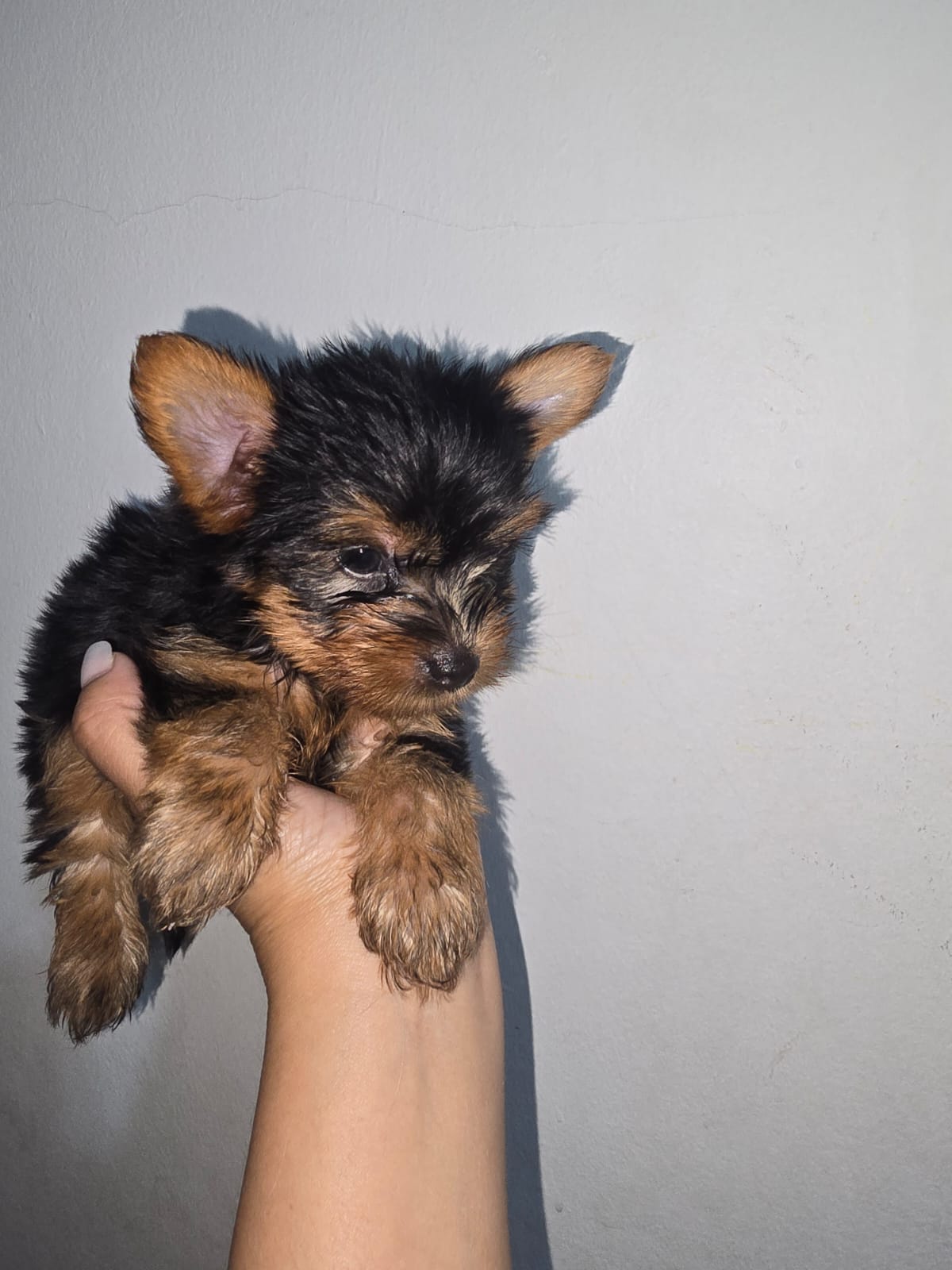 animales y mascotas - Yorkie macho. Excelente linaje 2