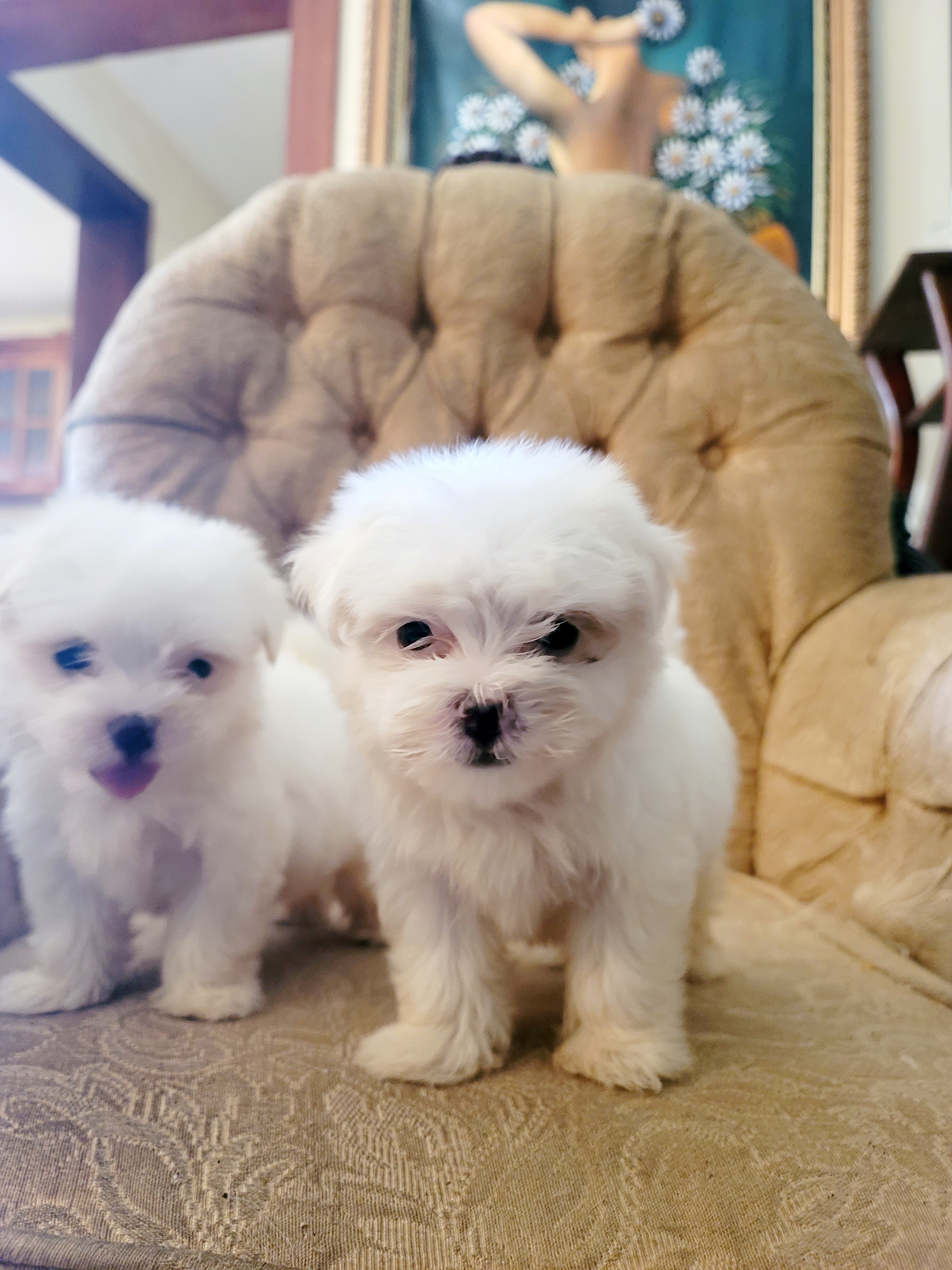 animales y mascotas - Bichon  maltés  toy 3