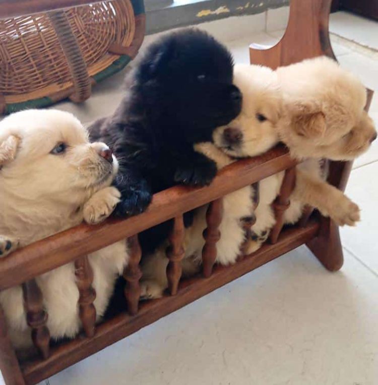animales y mascotas - Chow chow hembras y machos. Dog, pet, mascotas, cachorro, vet, show , puppy, pet 1