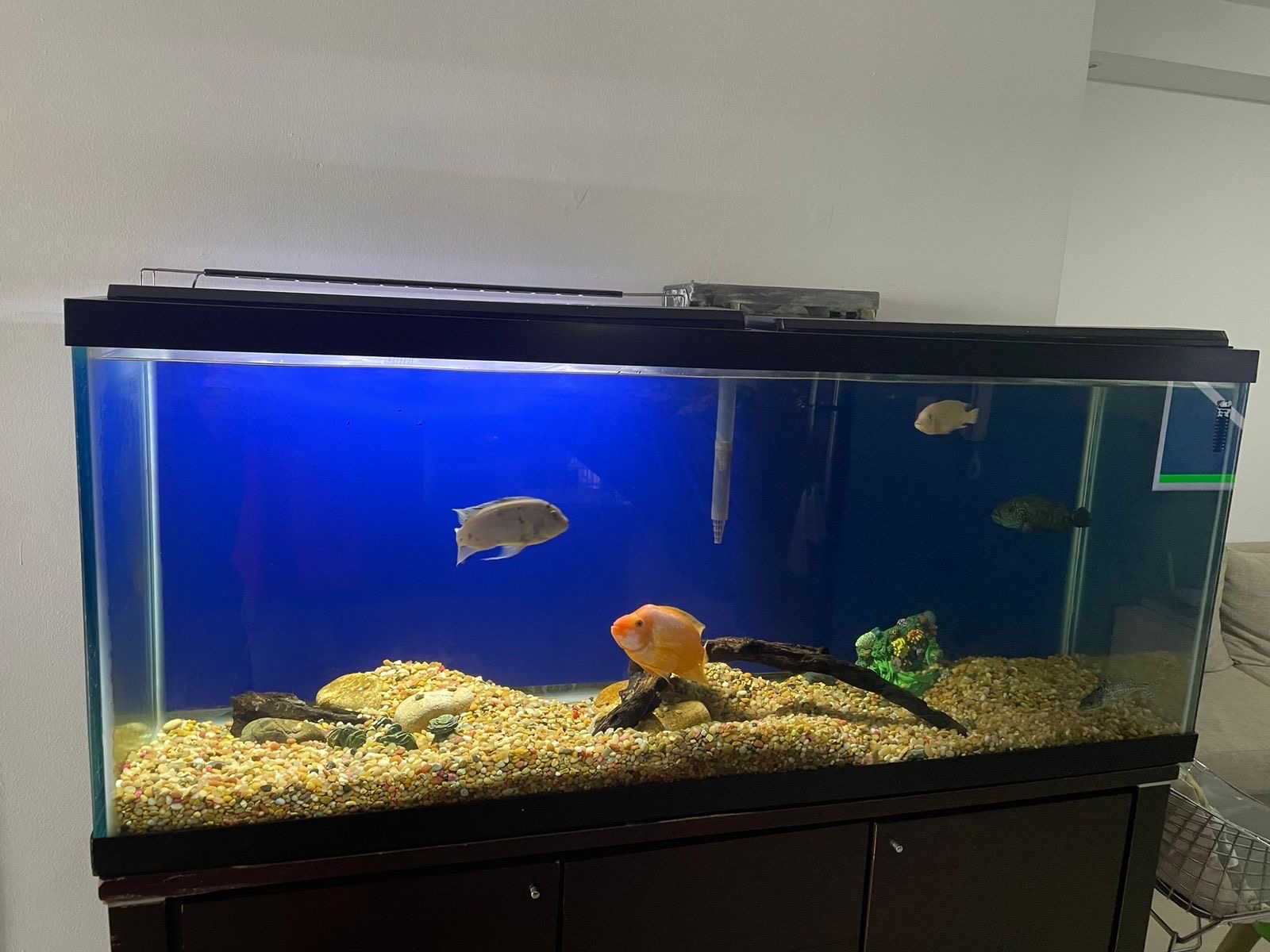 animales y mascotas - Pescera de agua dulce, 120 galones 1