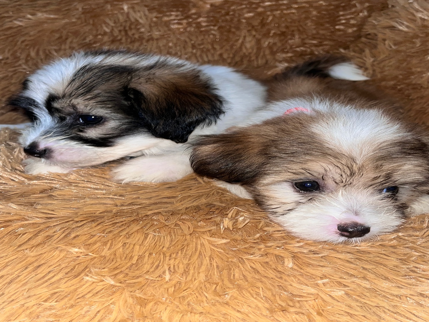 animales y mascotas - Cachorros Poodle raza pura en busca de familia – 2 machos y 3 hembras 6