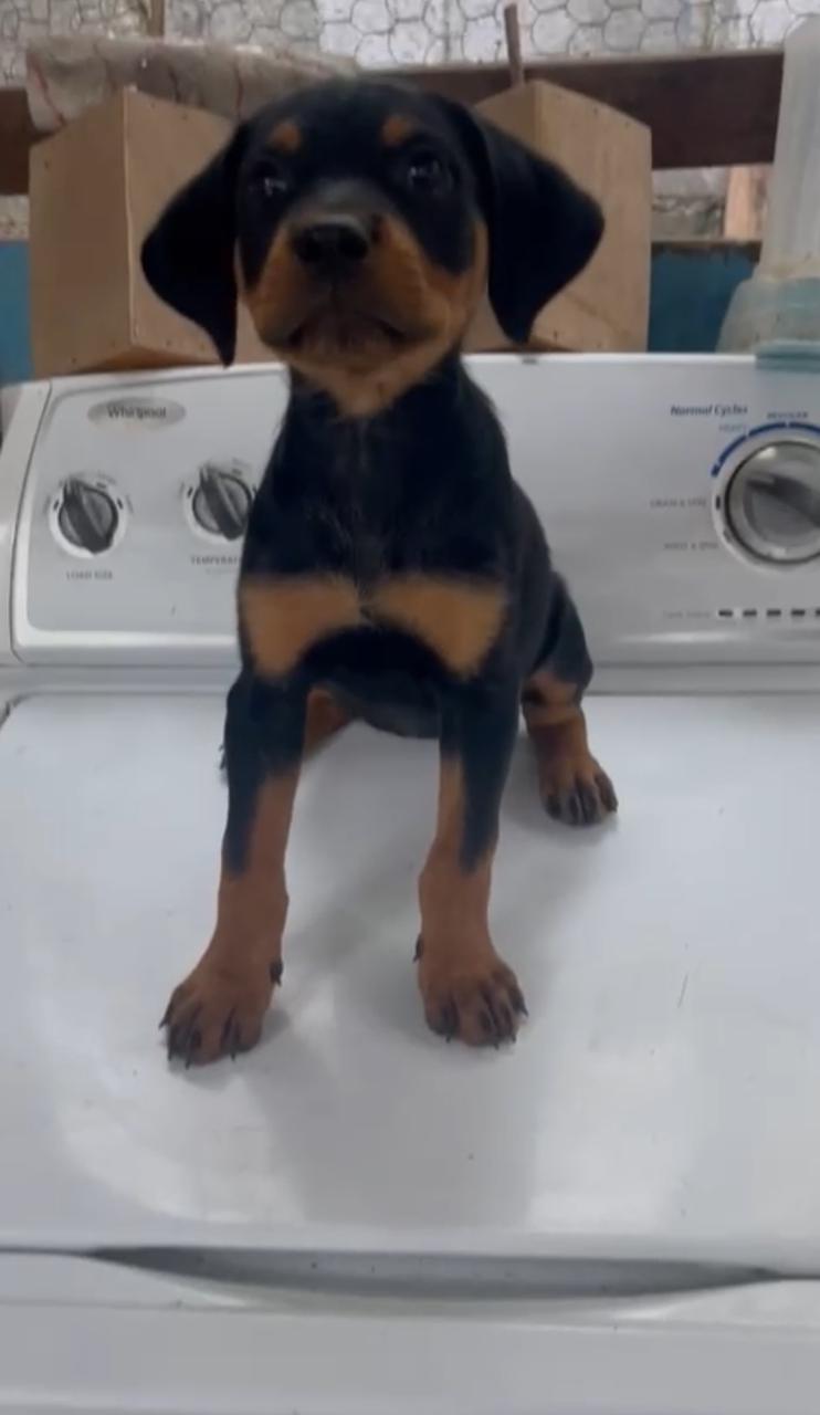 animales y mascotas - OFERTA CACHORRO ROTTWEILER AMBOS SEXO EN SANTO DOM