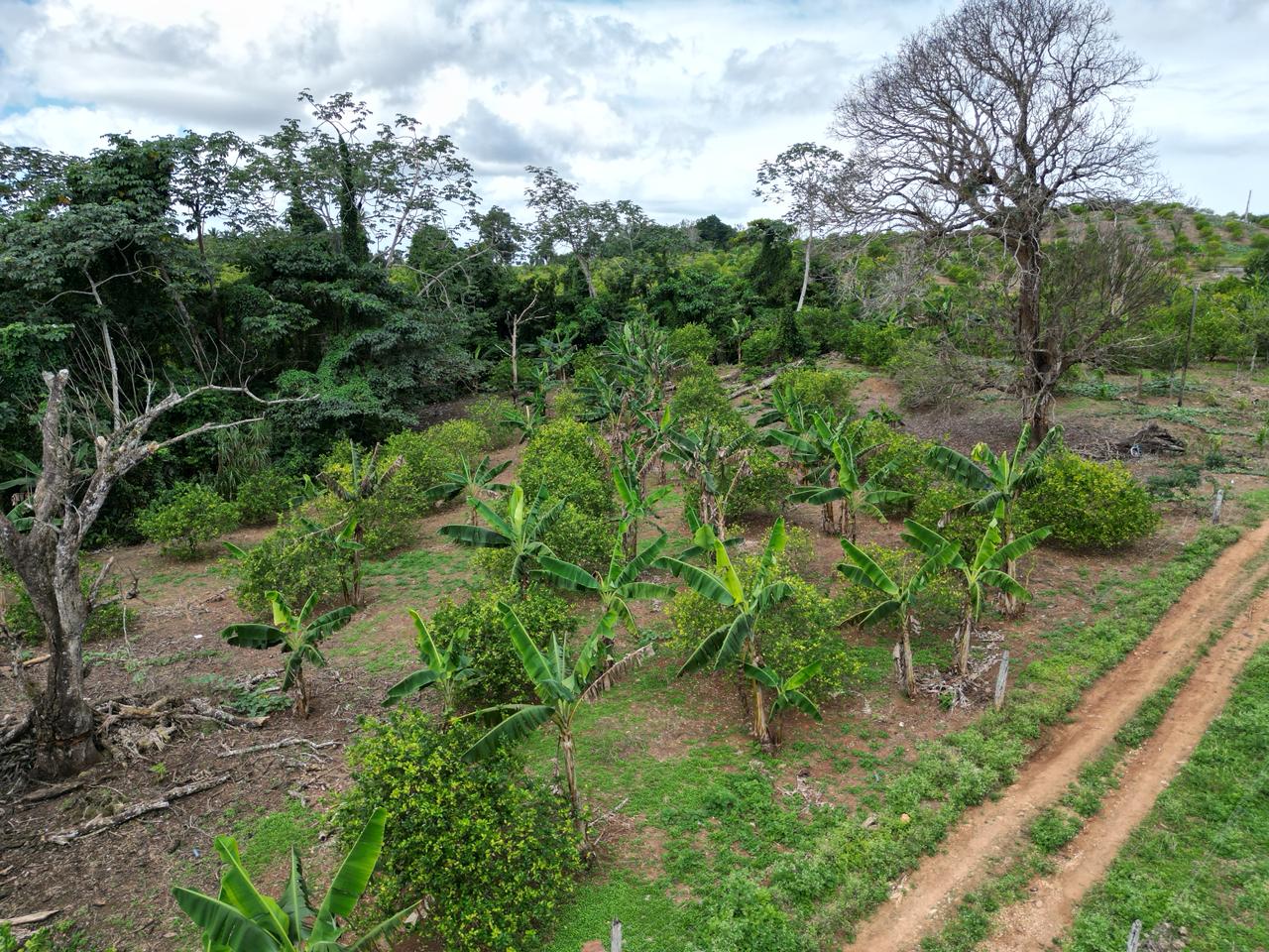 solares y terrenos - Vendo finca en Bayaguana, con título y sembrada 8