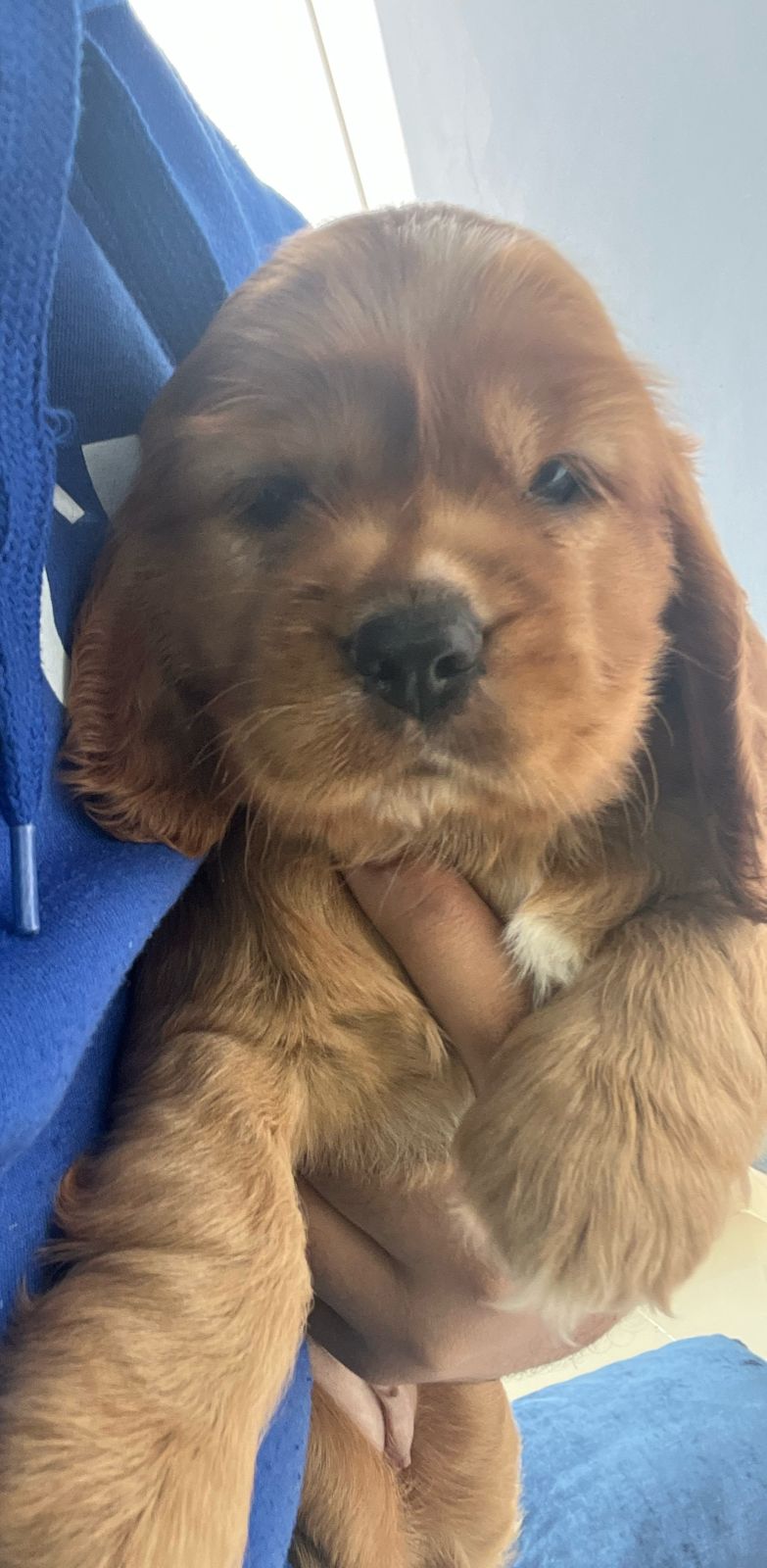 animales y mascotas - Hermosa cachorrita Cocker Spaniel  2