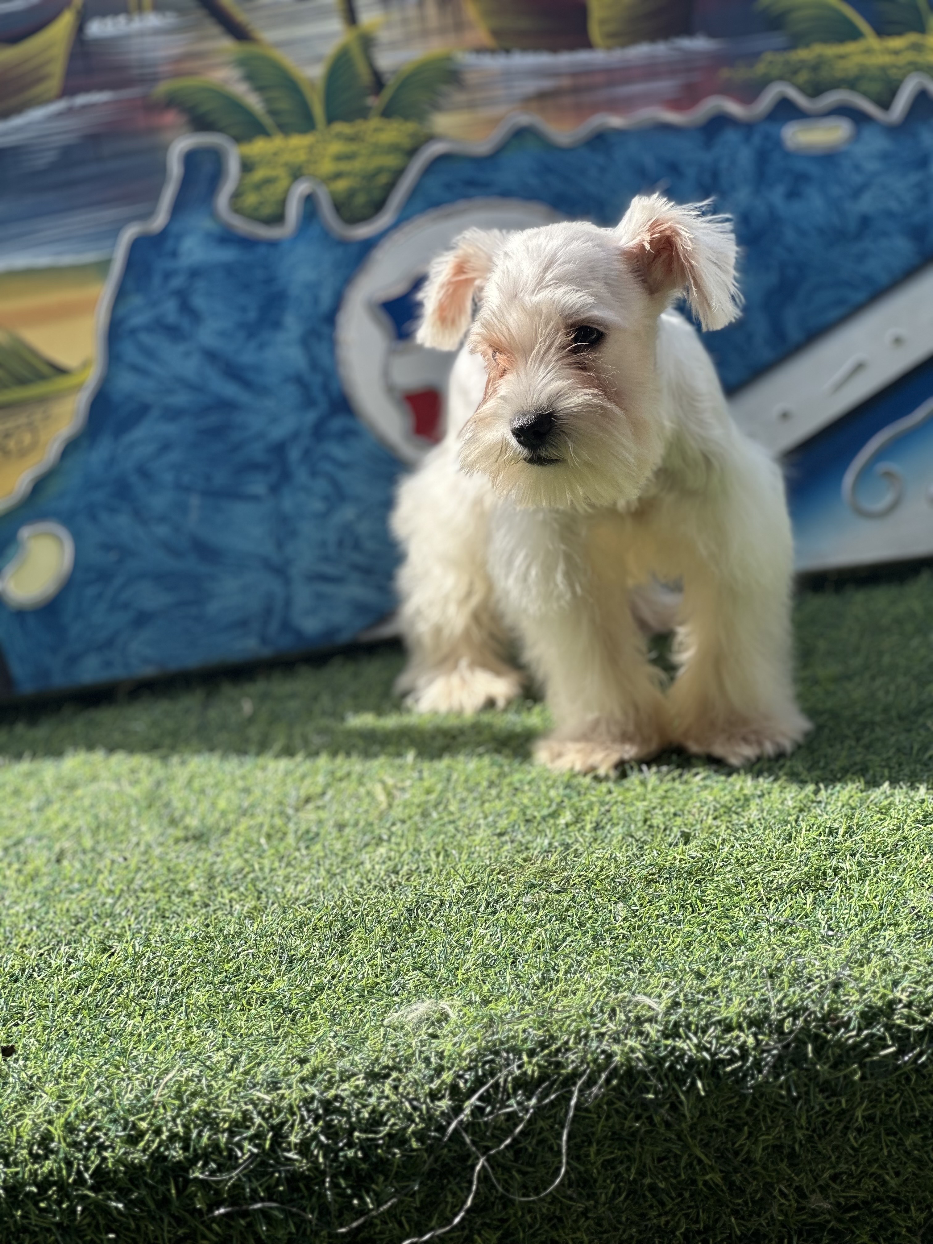 animales y mascotas - Snauzer  2