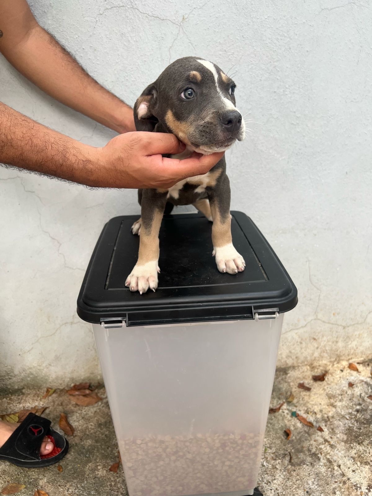 animales y mascotas - Ejemplares bully XL 6