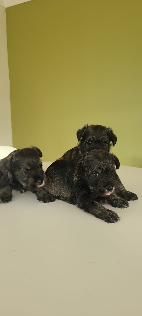 animales y mascotas - Cachorros Schnauzer   3