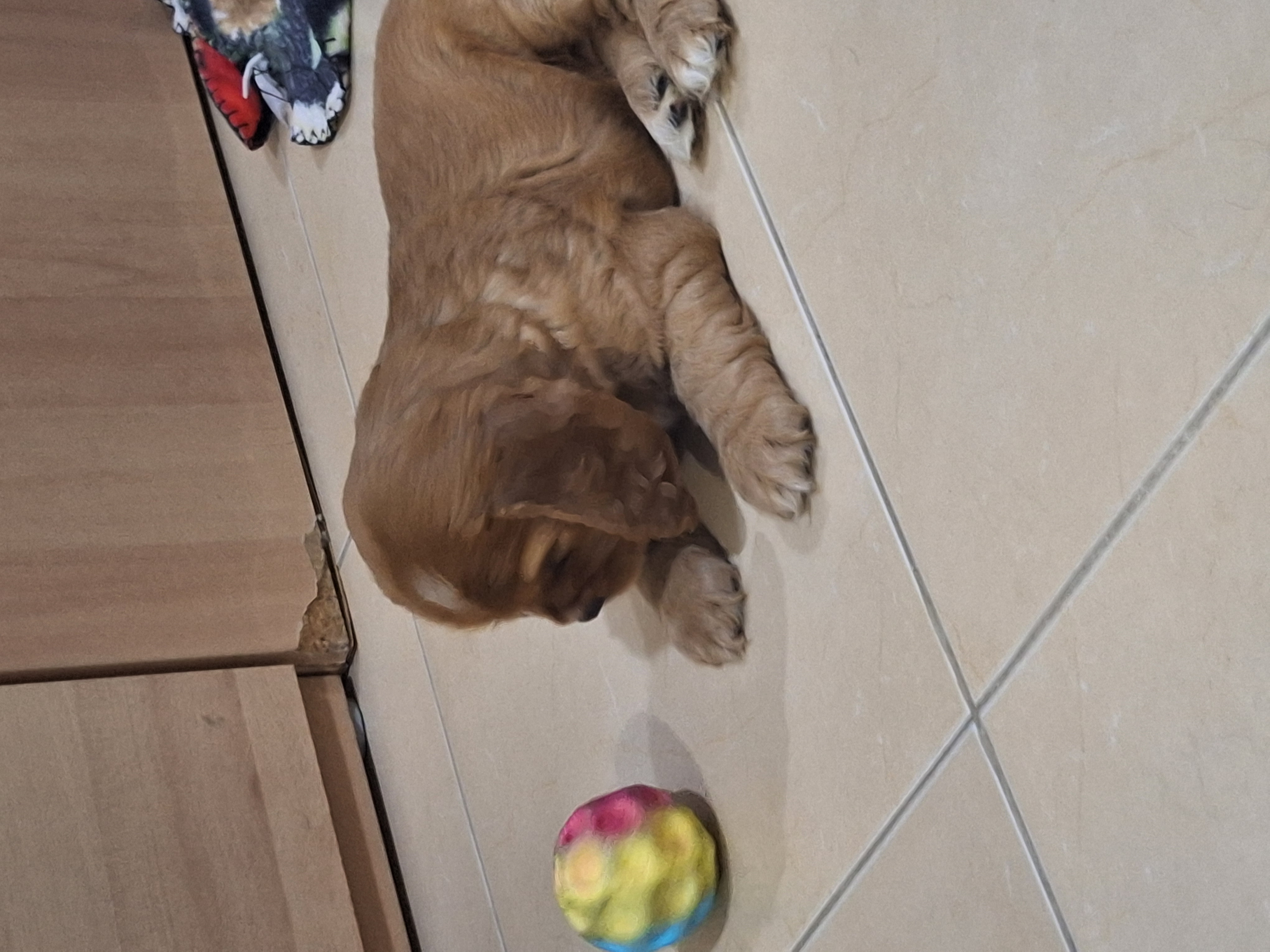 animales y mascotas - Hermosa cachorrita Cocker Spaniel  3