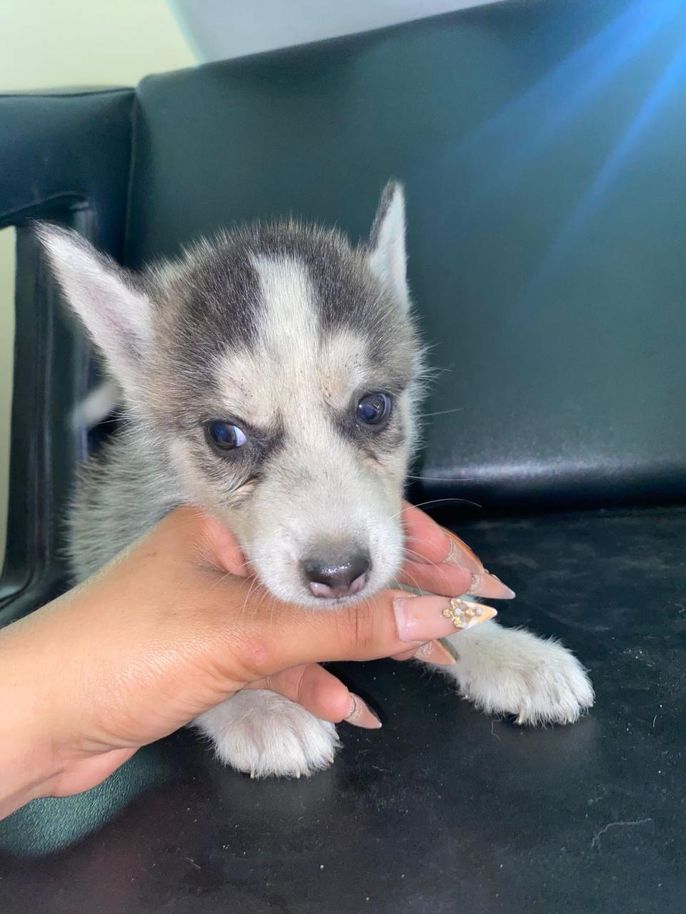 animales y mascotas - Husky siberianos Cachorros Hembra y macho 4