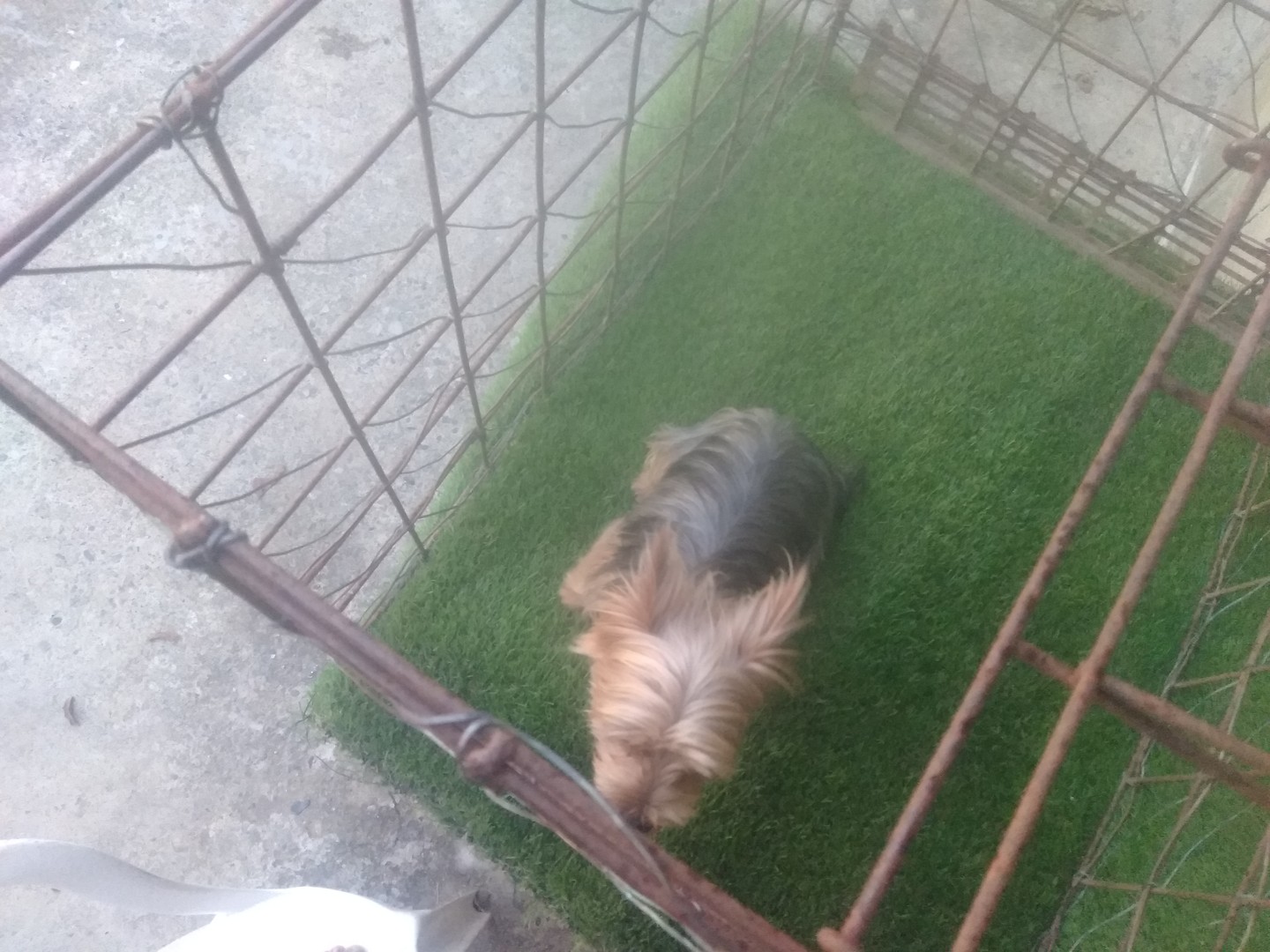 animales y mascotas - Yorki disponible para monta 