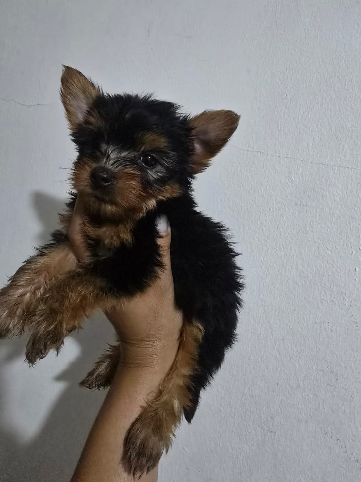 animales y mascotas - Yorkie macho. Excelente linaje 0