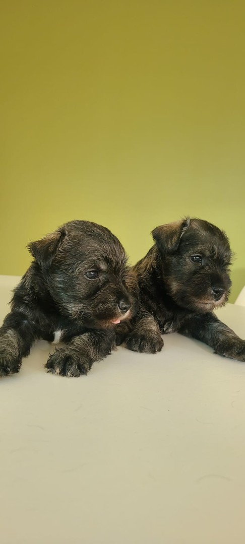 animales y mascotas - Cachorros Schnauzer   4