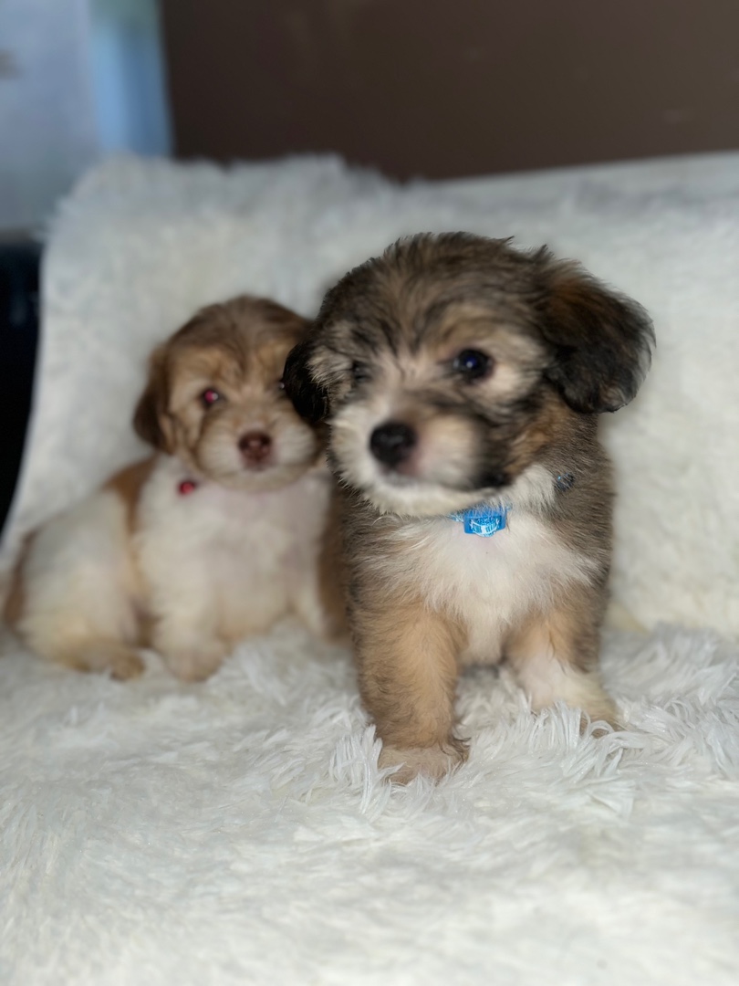 animales y mascotas - Cachorros Poodle raza pura en busca de familia – 2 machos y 3 hembras 8