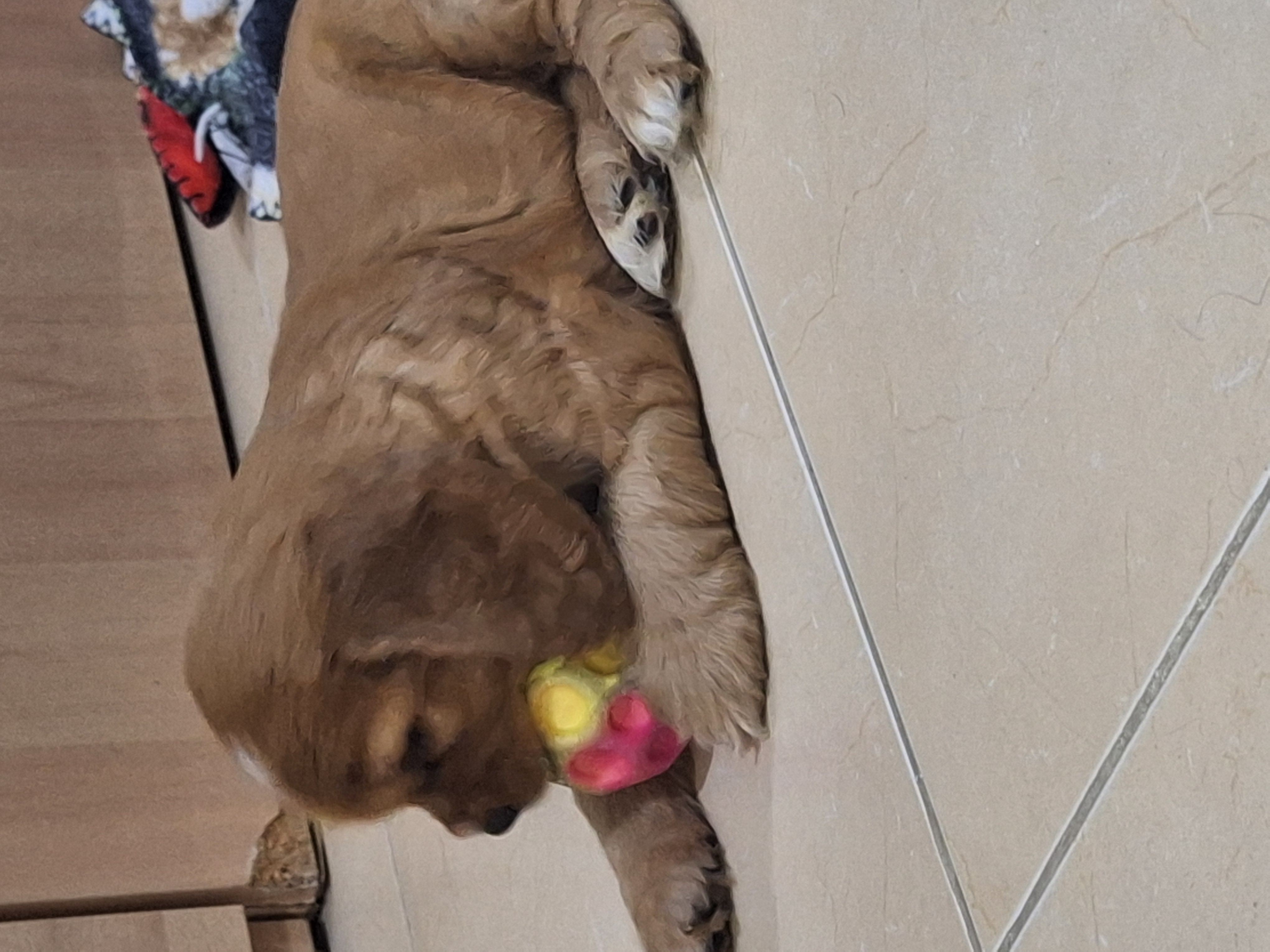 animales y mascotas - Hermosa cachorrita Cocker Spaniel  4