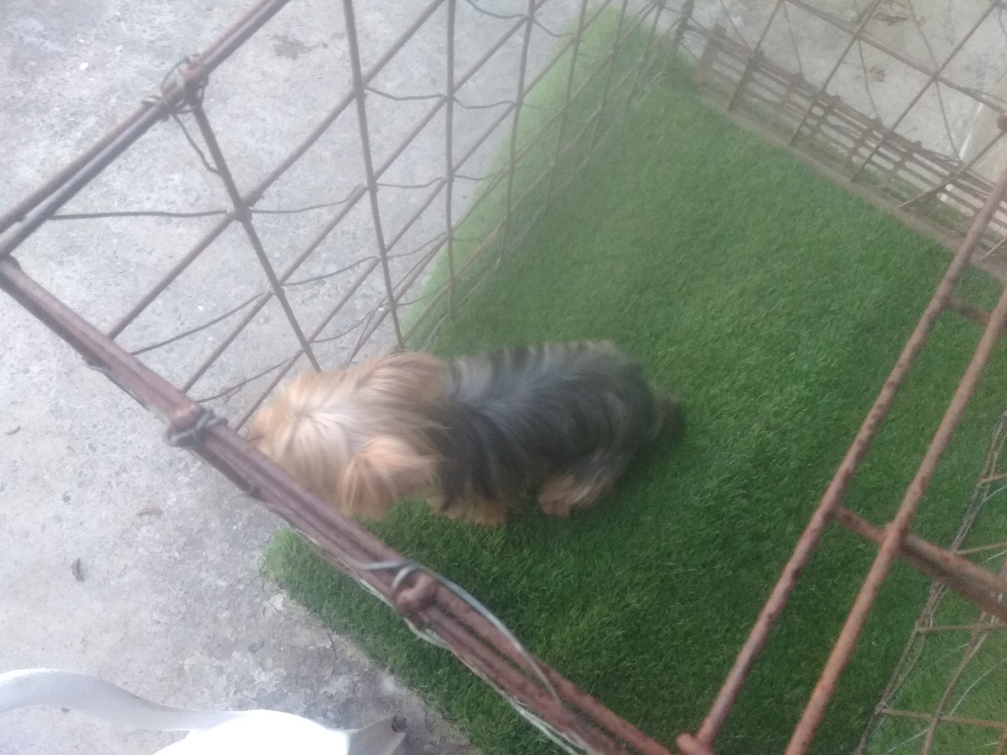 animales y mascotas - Yorki disponible para monta  1