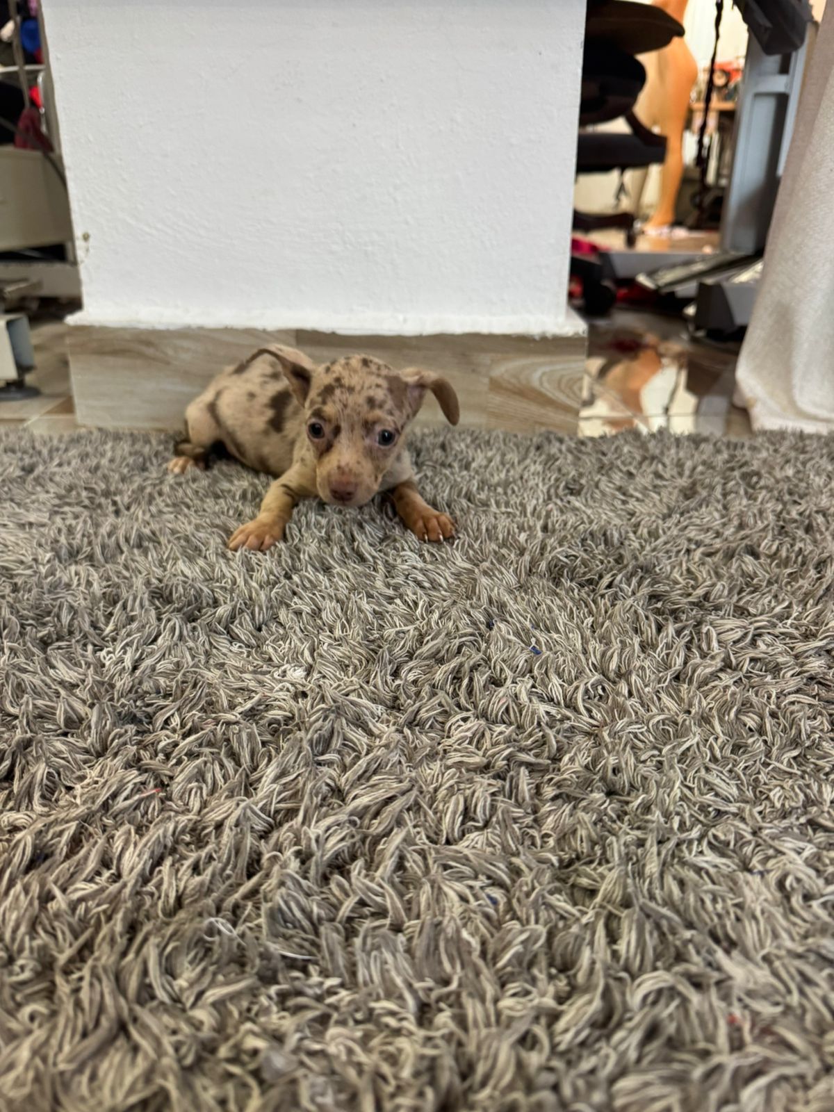 animales y mascotas - OFERTA CACHORRO CHIHUAHUA AMBOS SEXO MERLE SE ENTR