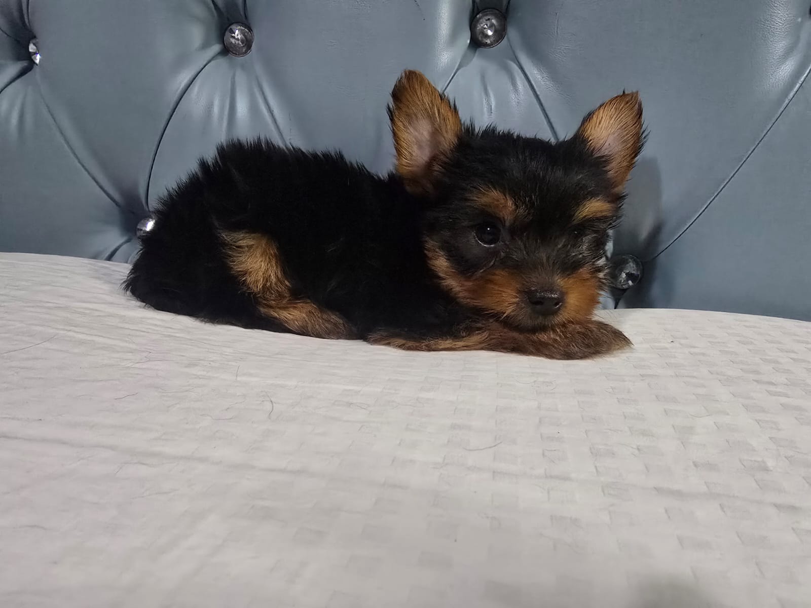 animales y mascotas - Yorkie macho. Excelente linaje 1