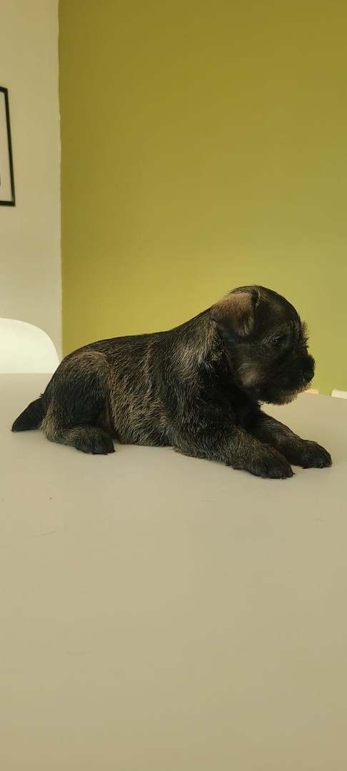 animales y mascotas - Cachorros Schnauzer   5
