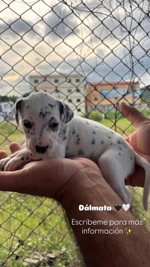 animales y mascotas - Dalmata Hembra y Varon 🟤⚫️ 1