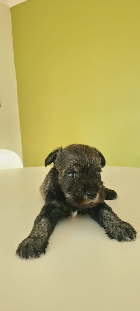 animales y mascotas - Cachorros Schnauzer   6