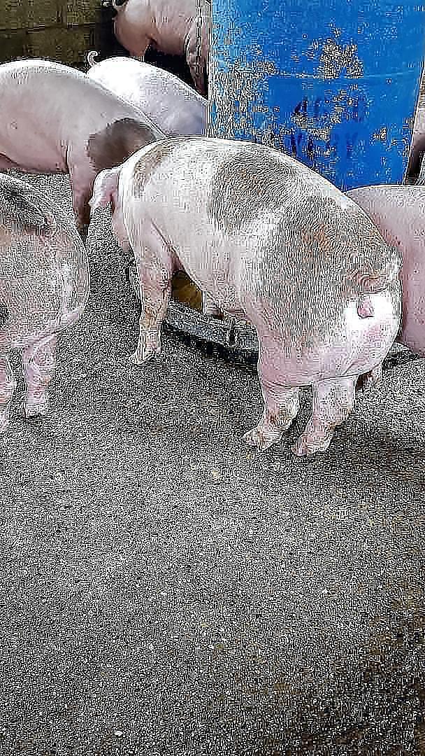 animales y mascotas - CERDOS EN VENTA 6