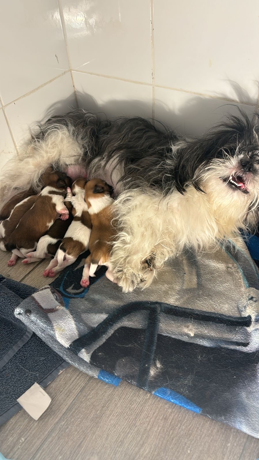 animales y mascotas - Perros Shih Tzu  0